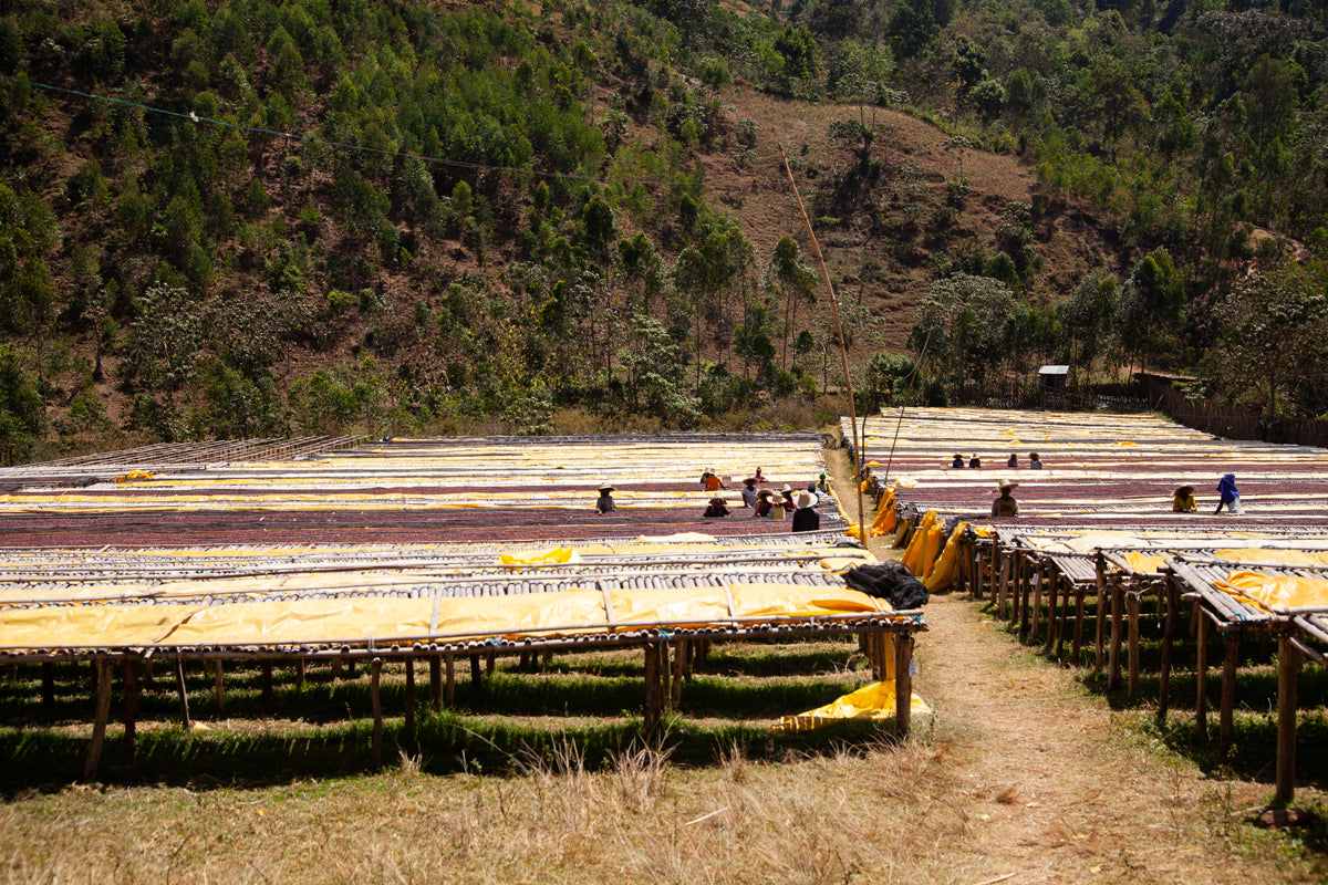 Ethiopia - Halo Beriti (Filter)