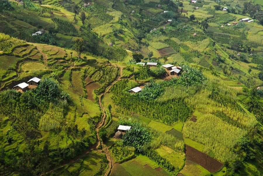 Ethiopia - Halo Beriti (Filter)